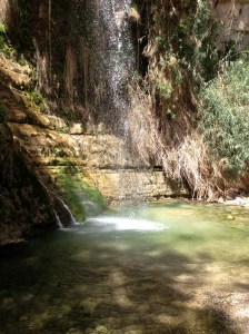 David Falls En Gedi