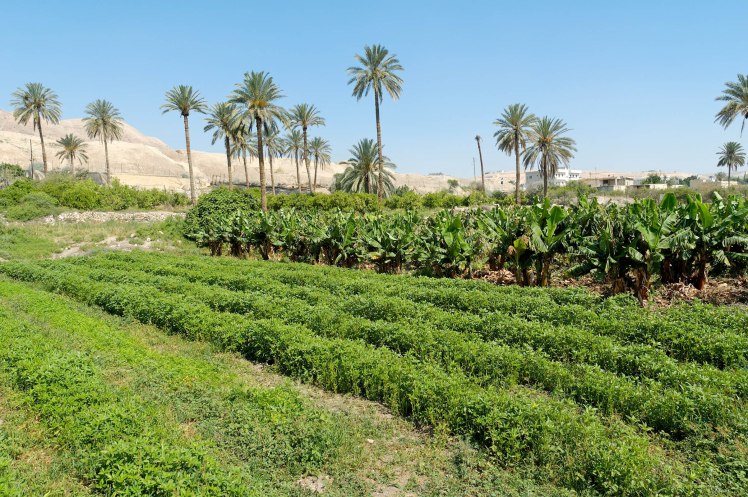 Jericho Agricultural Fields (Courtesy of Pictorial Library of Bible Lands)