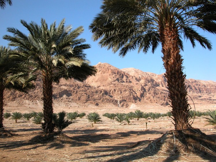 Date Palm Grove Near Dead Sea (Courtesy of Pictorial Library of Bible Lands)