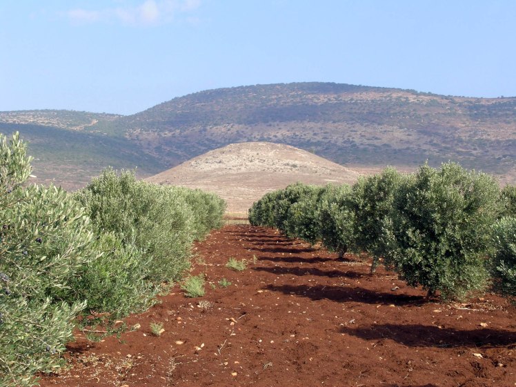 Olive Trees Near Cana (Courtesy of Pictorial Library of Bible Lands)