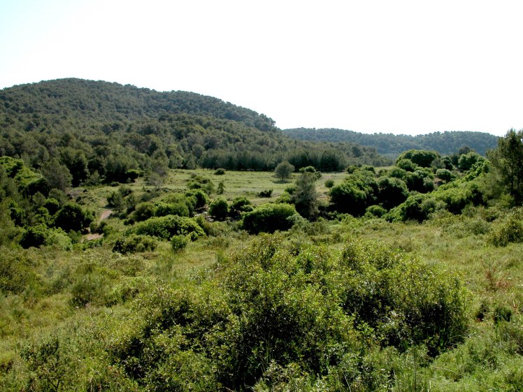 mount-carmel-south-of-wadi-oren-tb050403111