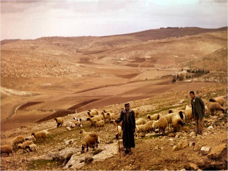 shepherds-in-bethlehem-fields