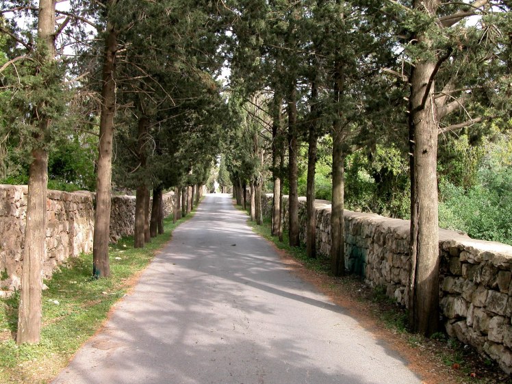 Mount Tabor tree lined entrance road, tb032904204